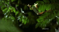 PBS:  -   / PBS: Nature - Fabulous Frogs (2014) HDTVRip