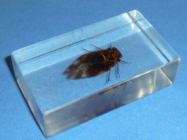 Насекомые №27 - Гималайская цикада (Platypleura)