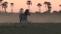   / Wild Kalahari (2014) IPTVRip