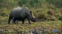  .   . ,.    / Richard Bangs' Adventures with Purpose. Assam, India. Quest for the One-Horned Rhino (2010) HDTV 1080i