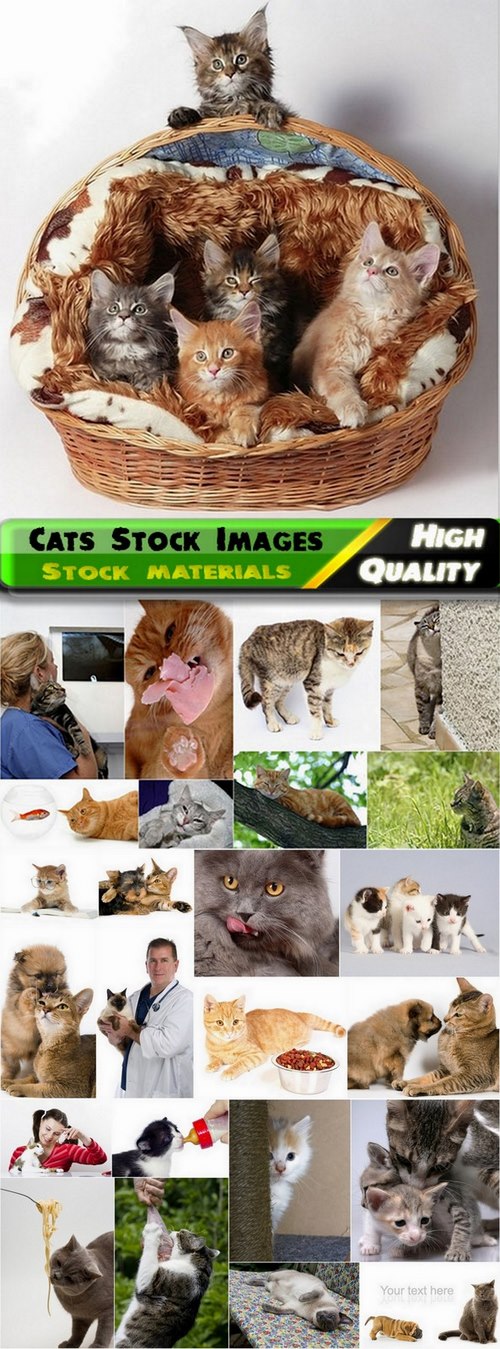 Cats Stock Images - 25 HQ Jpg