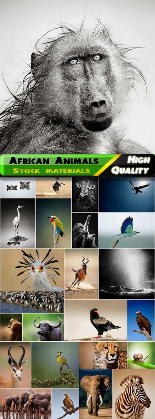Amazing African Animals Stock Images #3 - 25 HQ Jpg