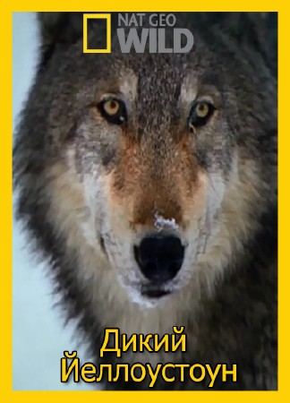  :  / Wild Yellowstone: She Wolf (2014) IPTVRip