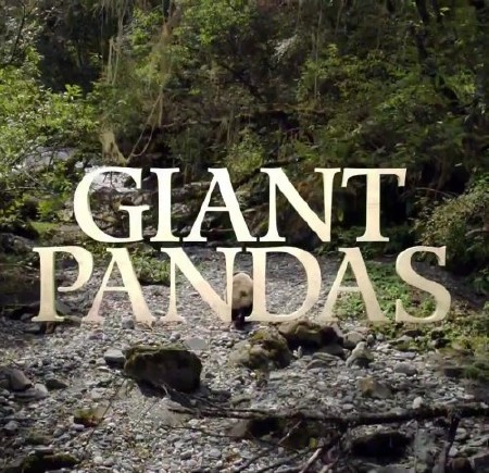 National Geographic:   / Giant Pandas (2013) HDTVRip
