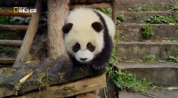 National Geographic:   / Giant Pandas (2013) HDTVRip
