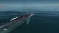    (1-2   2) / Whale Mission (2005) HDTVRip (720p)