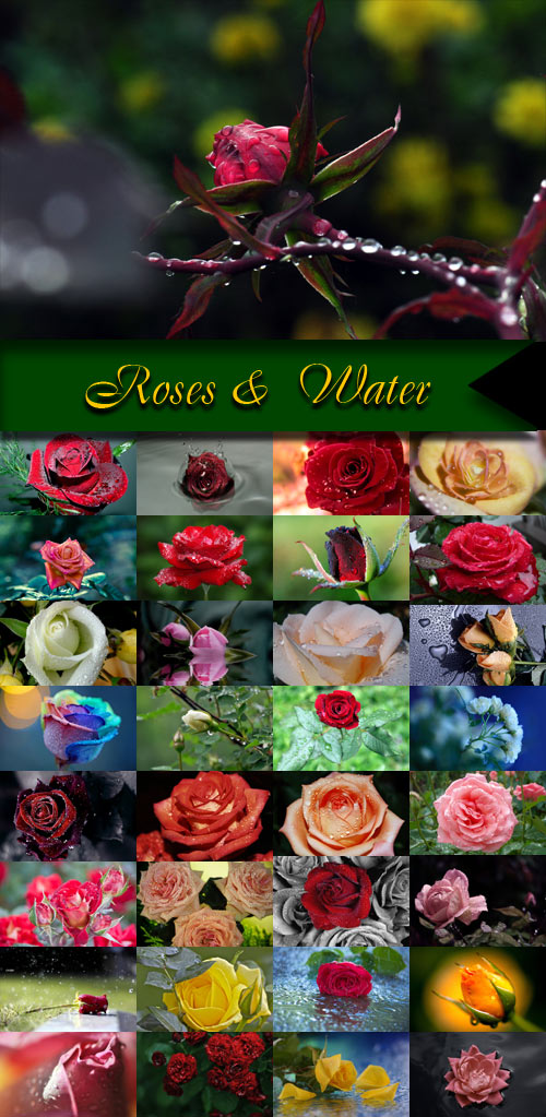 Roses &  Water