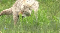  . :   / Outsmarting the Wolf. Coyote: North America (2012) HDTVRip