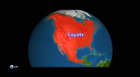  . :   / Outsmarting the Wolf. Coyote: North America (2012) HDTVRip
