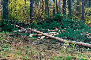 В лесу Зельвенского района неизвестные вырубили более 300 деревьев