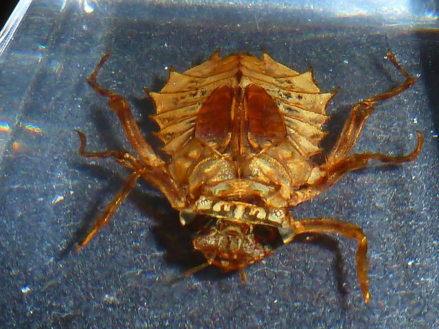 Насекомые №45 - Настоящая стрекоза (Личинка) (Libellulidae)