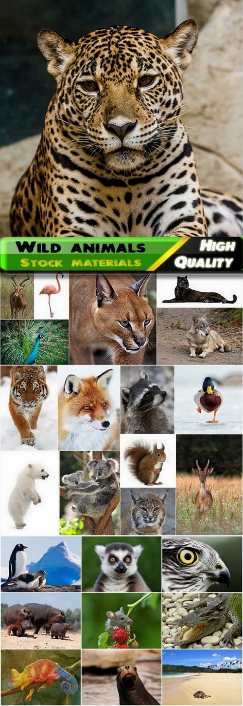 Wild animals in nature Stock images #2 - 25 HQ Jpg