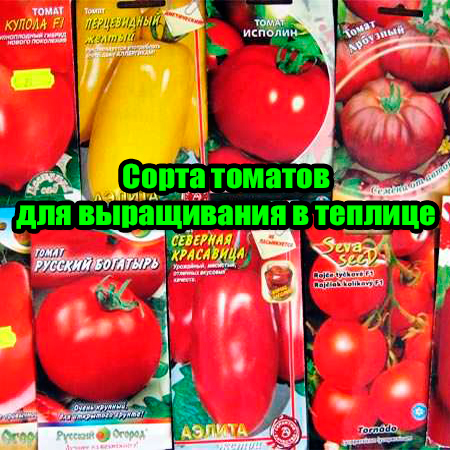 Сорта томатов для выращивания в теплице (2014) WebRip