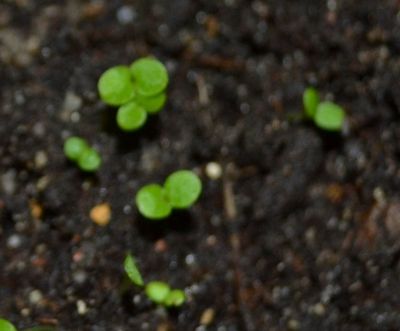 Цинерария из семян. уход, выращивание и размножение.. обсуждение на liveinternet - российский сервис онлайн-дневников