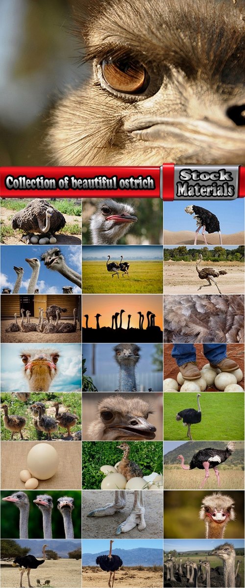 Collection of beautiful ostrich 25 HQ Jpeg