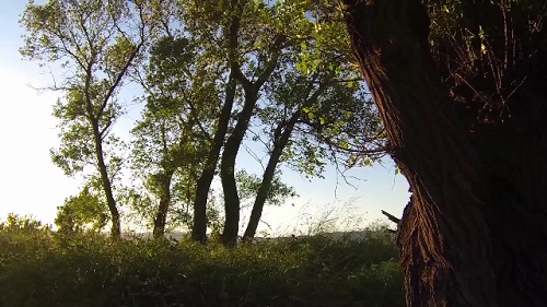 Футаж Деревья / Trees Footage