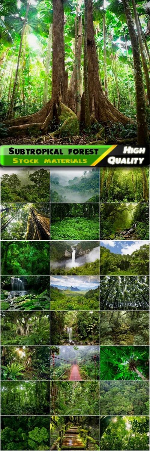 Subtropical forest and rainforest - 25 HQ Jpg