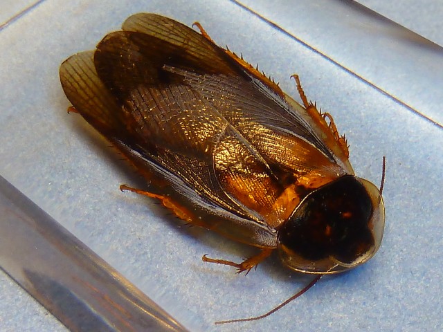 Насекомые №62 - Аргентинский таракан (Blaptica dubia)