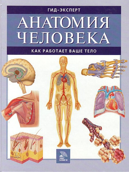 Анатомия человека. Как работает ваше тело