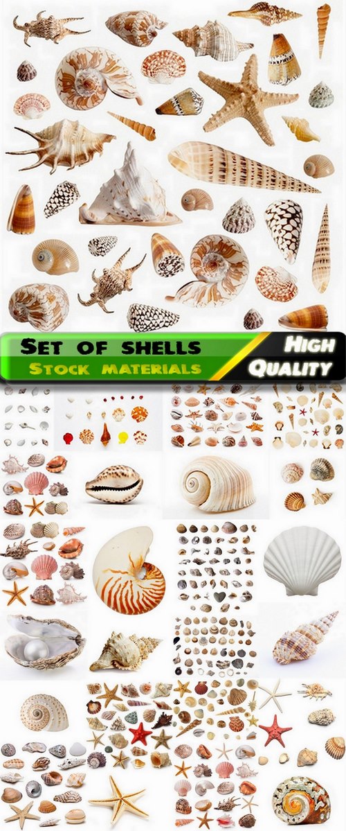 Set of shells and clams on a white background - 25 HQ Jpg