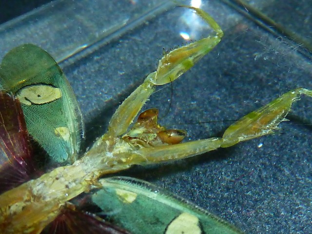 Насекомые №84 - Индийский цветочный богомол (Creobroter gemmatus)