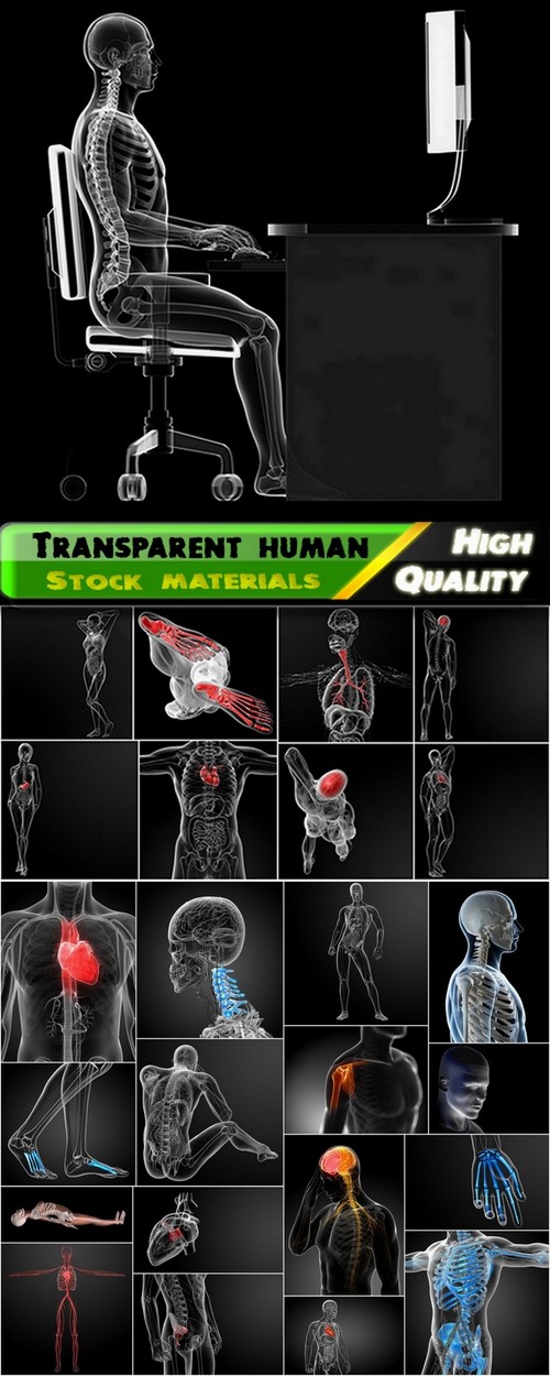 3D render of transparent human with skeleton and organs - 25 HQ Jpg