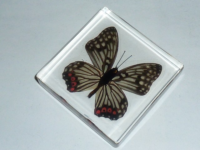 Бабочки №93 - Бабочка-переливница (Hestina assimilis)