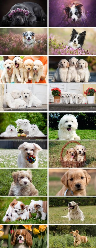 Stock Photo - Dogs