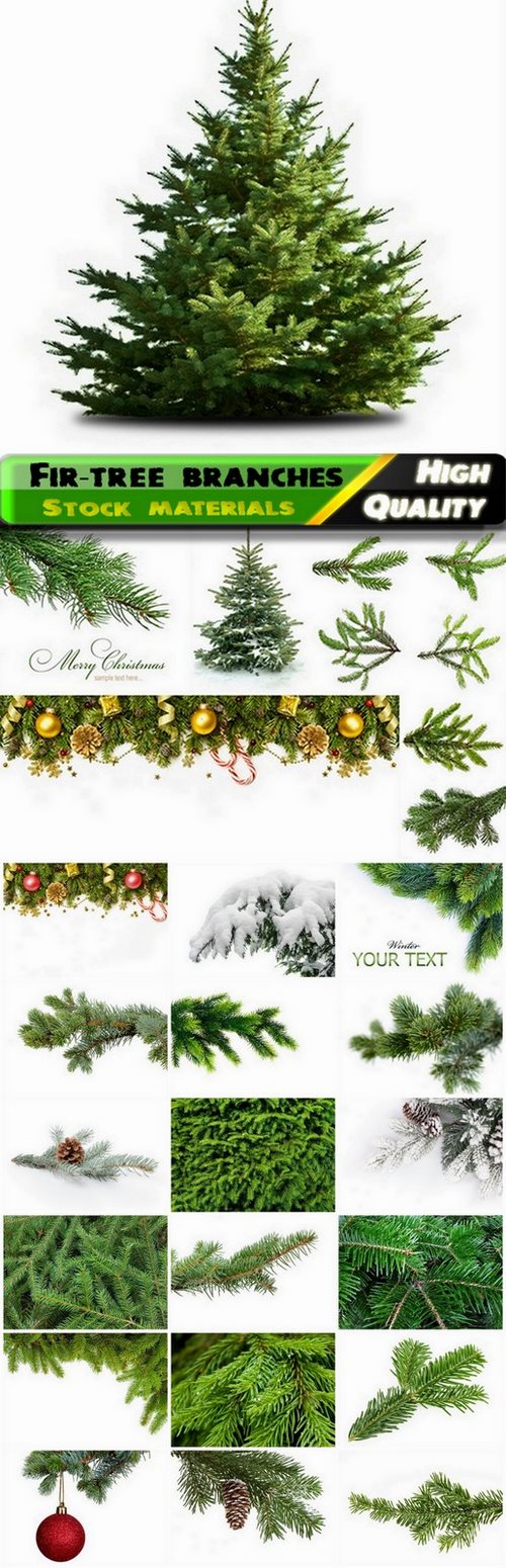 Fir-tree branches with needles and cones - 25 HQ Jpg