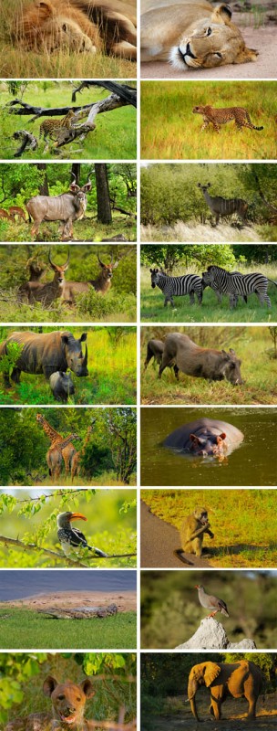 Stock Photo - Wild Africa