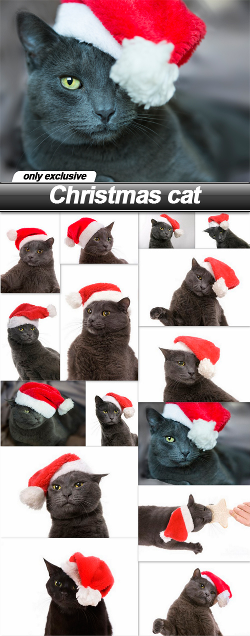 Christmas cat - 15 UHQ JPEG