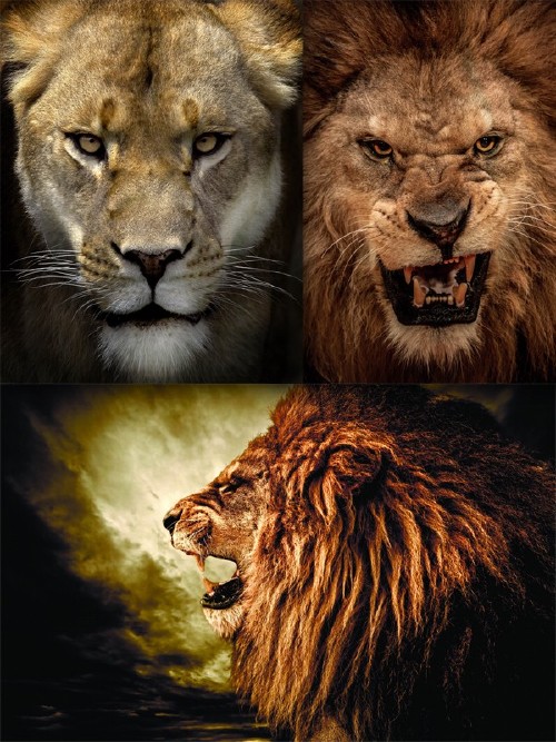Львы, львицы и львята (подборка хищников)