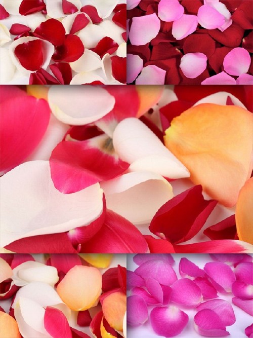 Лепестки прекрасных роз (подборка изображений)