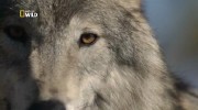  :  / Wild Yellowstone: She Wolf (2014) IPTVRip